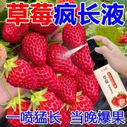 草莓专用营养液专用肥肥料生根稀释壮苗家用草莓盆栽草莓生长液体