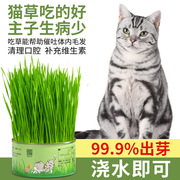 猫草无土小麦种子籽水培盒，盆栽即食去化毛球懒人猫咪零食用品幼猫