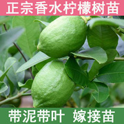 四季台湾广东无籽核香水柠檬树苗泰