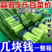 超低价2024蒜苔新鲜蒜薹鲜嫩蒜苔蒜毫大蒜头红根白帽长款