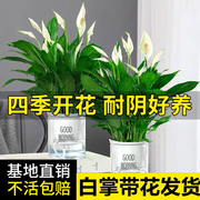 白掌水培植物一帆风顺盆栽，办公室内净化空气，好养花卉绿植红掌带花