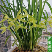 春兰花苗带花苞名品西蜀道光浓香四川极品高档名贵植物盆栽