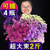 云南勿忘我满天星干花花束真花自然，风干客厅摆设，家居装饰件论斤卖