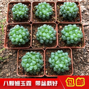 姬玉露多肉植物 组合盆栽套餐新手好养十二卷冰灯寿室内花卉