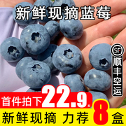 蓝莓鲜果新鲜冠(新鲜冠，)特大果当季整箱云南高山怡颗纯甜孕妇水果