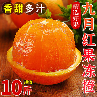 湖北九月红新鲜橙子10斤应当季水果整箱大果甜橙，秭归脐橙果冻橙