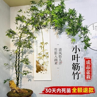 小叶簕竹成品盆景盆栽老桩禅意竹子室内办公室桌面四季客厅绿植物