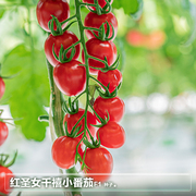 千禧小番茄种子籽苗秧圣女果西红柿春季阳台种植盆栽蔬菜籽种籽孑