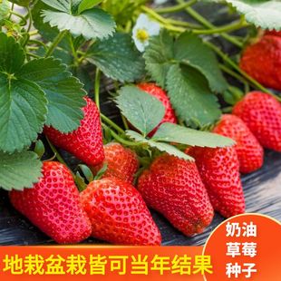 四季种植草莓种子红颜草莓种子四季家庭盆栽