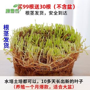 家居花器 空气养水盆栽植物常青铜钱花卉简约带叶栽花室内草水培