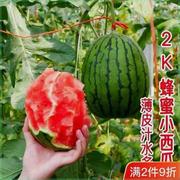2k小西瓜种子盆栽水果，薄皮红四季阳台西瓜，少籽播瓤高产种籽