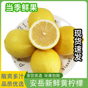 四川安岳柠檬黄柠檬新鲜奶(新鲜奶)茶店，专用商用香水柠檬无籽柠檬