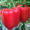 蔬菜彩色红色甜椒种子苗，辣椒种籽阳台秧苗，四季菜椒灯笼椒孑子籽种