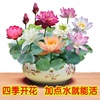 新疆碗莲水培植物花卉室内花好养四季开花种子籽水养荷花盆栽