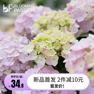 BP花卉梦想蓝天绣球花盆栽14cm庭院阳台花园易养植物多年生花期长