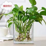 郁金香花盆专用正方形长方形玻璃，花瓶透明绿萝睡莲，水养花盆器皿