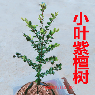 小叶紫檀树苗紫檀盆景常绿植物观叶名贵花卉盆栽，四季好养耐寒苗木