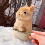 宠物兔子活物小型迷你兔荷兰兔活体猫猫兔侏儒兔茶杯兔宿舍垂耳兔