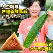 粽子叶新鲜大号箬竹叶端午嘉兴包粽子的粽叶子干野生真空棕叶