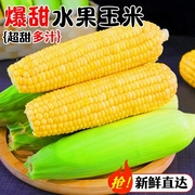 云南爆汁水果玉米9斤新鲜生吃甜玉米棒子苞谷米现摘糯蔬菜10
