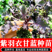 紫色羽衣甘蓝种子种籽苗孑食用绿羽衣甘兰蔬菜种籽四季秋冬盆栽种