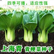 小白菜种子上海青菜种子矮脚小青梗菜种子蔬菜种子阳台园艺四季播