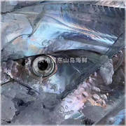 海钓大带鱼礼盒5-8条/10斤 且吃且珍惜 黄小贤东山岛营养好物