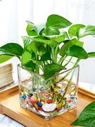 水培器皿创意玻璃花盆，水养植物瓶，透明花器绿萝白掌花瓶正方形容器