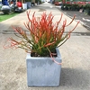 红珊瑚 火焰木单根 大戟科多肉 庭院景观植物盆栽沙生植物