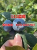 南高丛品种蓝莓，l11蓝莓苗盆栽果树苗