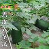 广东青皮冬瓜种子青皮大冬瓜，种子老品种，非转基因可留种蔬菜种子