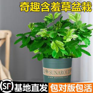 害羞草种子含羞草盆栽，植物套餐阳台绿植花卉种子，薄荷种籽四季易种