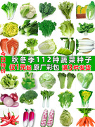 四季蔬菜种子适合秋播种植青菜，生菜香菜菠菜籽，白菜萝卜籽种孑大全