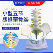 小型五节腰椎带l尾骨模型人体骨骼模型腰椎脊柱椎间盘神经