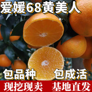 黄美人柑橘苗南北方地栽特大橘子苗盆栽嫁接无籽桔子树苗当年结果