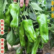 大田种子蔬薄皮泡椒菜，种子四季播杭州本地高产特大皱皮辣椒种孑