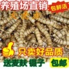 大麦虫活虫蛋白虫鲜活面包虫黄粉虫龙鱼饲料活体八哥画眉鸟食虫子