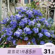 海蒂的花园蓝雪花盆栽花苗，夏季耐热阳台花卉垂吊爬藤室外蓝色的花