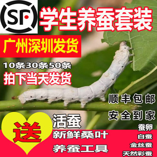 蚕宝宝活体幼虫蚕子蚕卵，蚕种嫩桑叶新鲜春蚕天然金丝学生养蚕套装