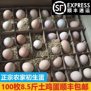 100枚初生蛋正宗草鸡蛋土，鸡蛋新鲜农家，纯散养笨鸡蛋当日现捡