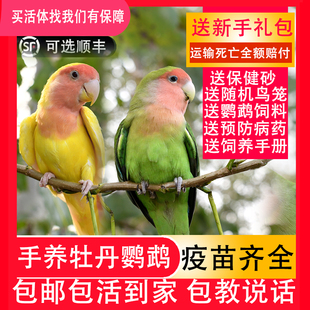 牡丹鹦鹉活鸟活物手养黄桃绿桃小鸟会学说话的宠物鸟成年繁殖家养