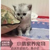 出售美国短毛猫银虎斑加白美国短毛猫宠物猫活体起司猫美短幼猫q