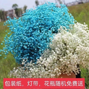 满天星鲜花半干真花白色新鲜情人，节超大束祝福客厅观赏