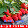 草莓种子四季种植奶油草莓籽四季草莓籽草莓种籽子水果花卉种孑