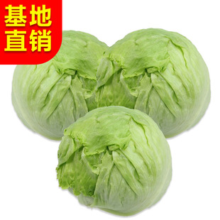 新鲜球生菜10斤圆生菜沙拉菜西生菜沙拉蔬菜结球生菜产地