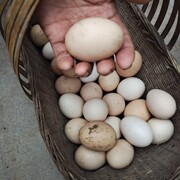 重庆梁平40个农家土鸡蛋，散养母鸡蛋走地鸡蛋，五谷杂粮蛋农村老母鸡