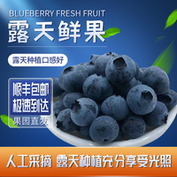 云南新鲜蓝莓采摘