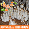 悦蘑菇娘鸡腿菇食用菌菌包蘑菇种植菌包阳台，趣味种植蘑菇菌棒