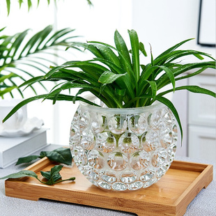 水培器皿创意玻璃花盆水养植物瓶，透明花器绿萝铜钱，草花瓶圆形容器