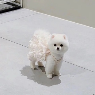 狗狗衣服礼服夏季薄款猫咪，公主婚纱蕾丝蓬蓬裙，小型犬泰迪宠物裙子